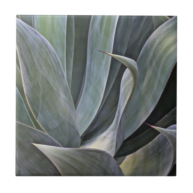 Carreau Détail fané de Succulant, 2017 (Devant)