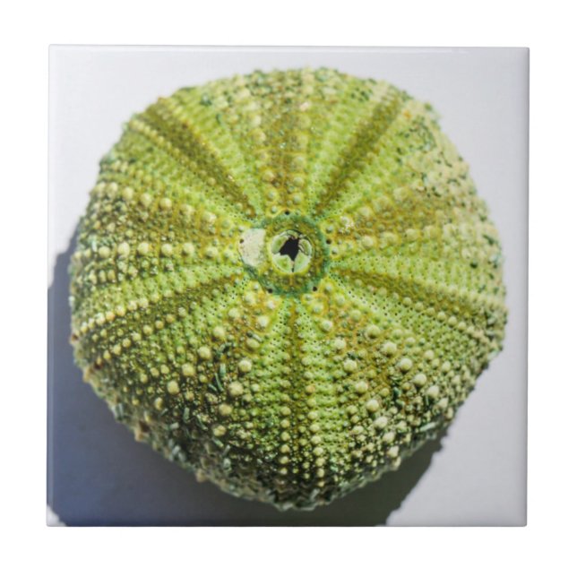 Carreau Détails de la structure de texture Sea Ocean Shell (Devant)