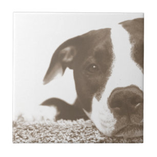 Carreau déteste l'acte, pas la race pitbull sépia amical