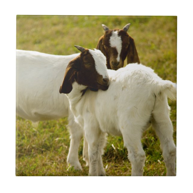 Carreau Deux chèvres boers mignonnes rustiques (Devant)