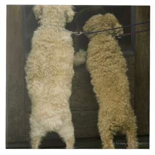 Carreau Deux chiens regardant dans la fenêtre de porte,