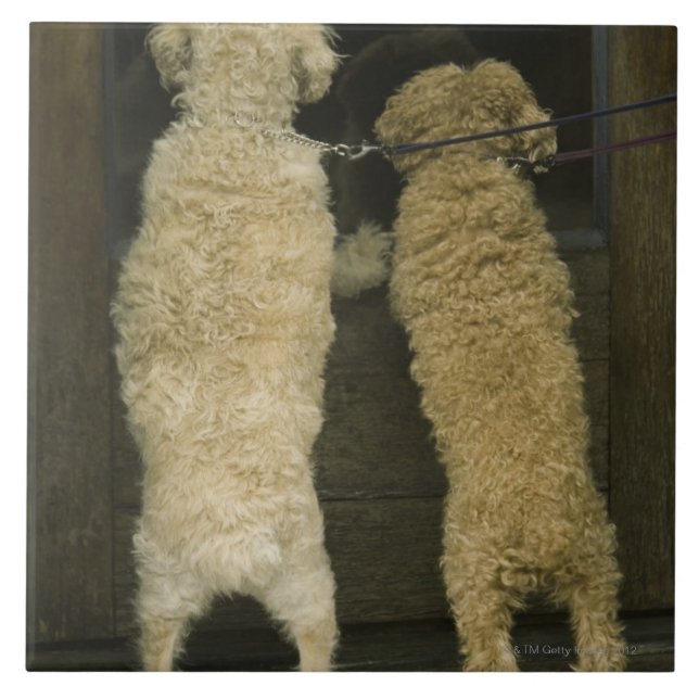Carreau Deux chiens regardant dans la fenêtre de porte, (Devant)