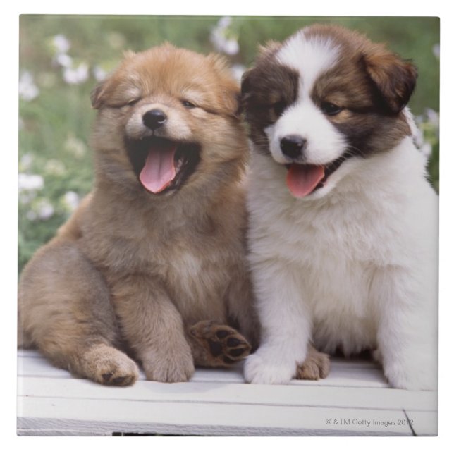 Carreau Deux chiots se reposant ensemble (Devant)