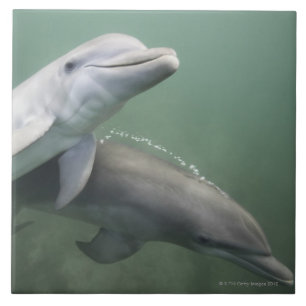 Carreau Deux dauphins sous-marins