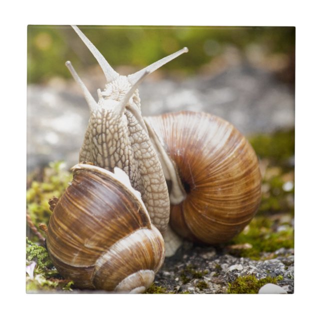 Carreau Deux escargots (Devant)