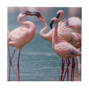 Carreau Deux flamants nains mâles (Phoenicopterus Minor)