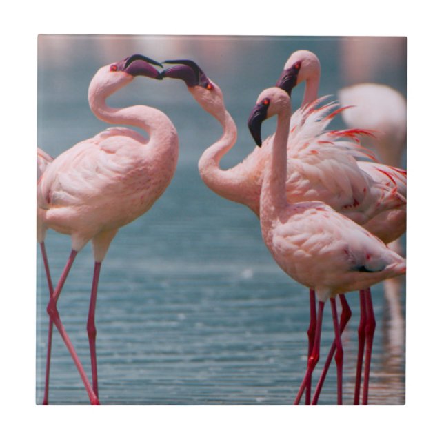 Carreau Deux flamants nains mâles (Phoenicopterus Minor) (Devant)