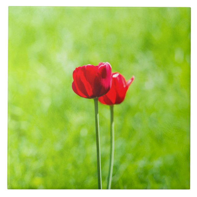 Carreau Deux fleurs de tulipes rouges (Devant)