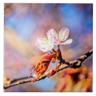 Carreau Deux Fleurs Extraordinaires Sakura. Rose, Arrière