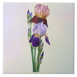 Carreau Deux iris barbus Un marron Un violet