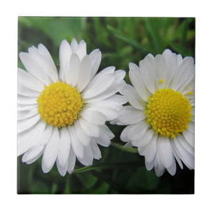 Carreau Deux mignonnes marguerites blanches