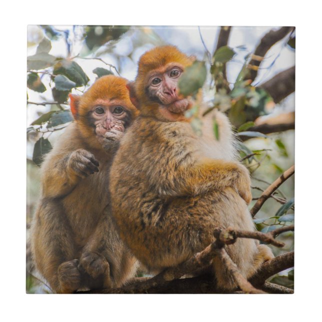 Carreau Deux Mignons singes (Devant)