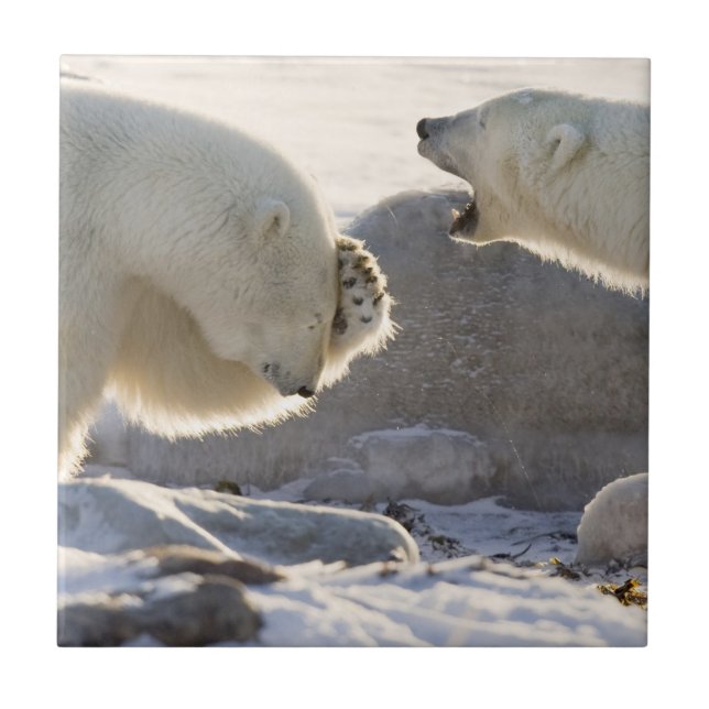 Carreau Deux ours polaires (Devant)