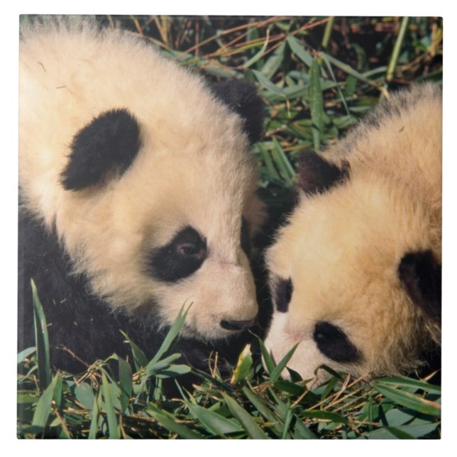 Carreau Deux oursons panda dans le buisson de bambou, Wolo (Devant)