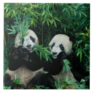 Carreau Deux pandas mangeant du bambou ensemble, Wolong