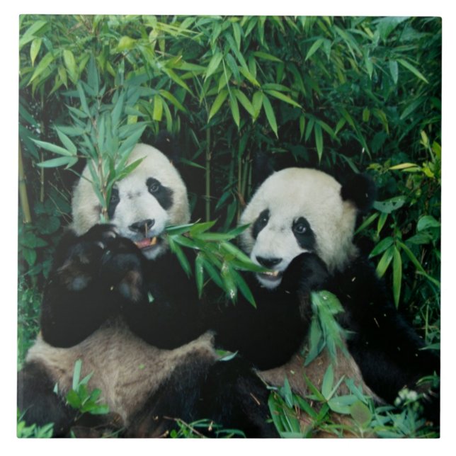 Carreau Deux pandas mangeant du bambou ensemble, Wolong (Devant)