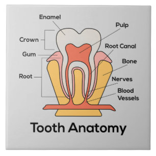 Carreau Diagramme d'anatomie des dents