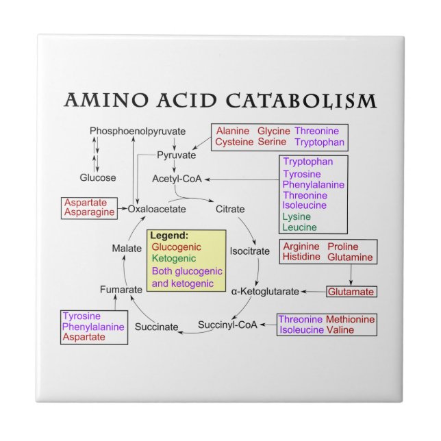 Carreau Diagramme de catabolisme d'acide aminé (Devant)