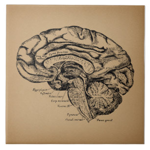 Carreau Diagramme du cerveau Vintage Antique Art Anatomiqu