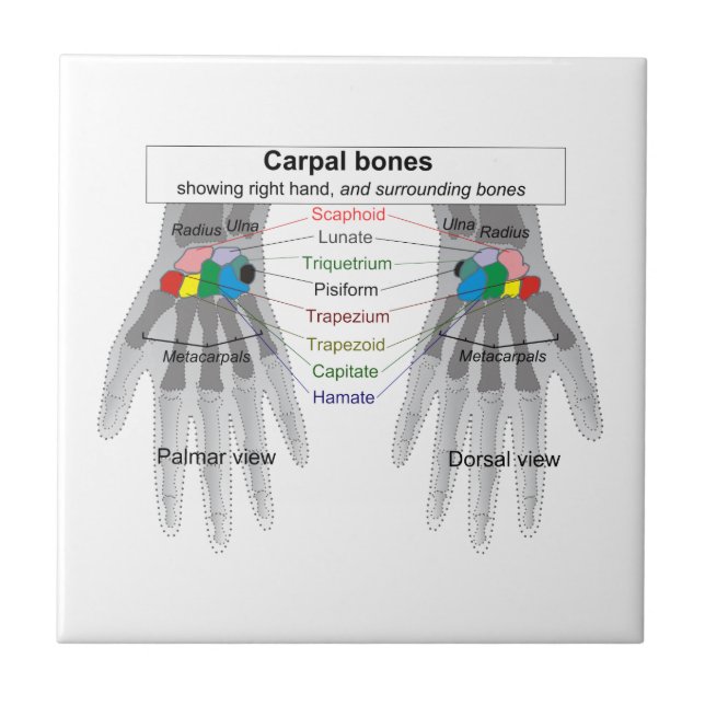 Carreau Diagramme humain de structure d'os de carpe (Devant)