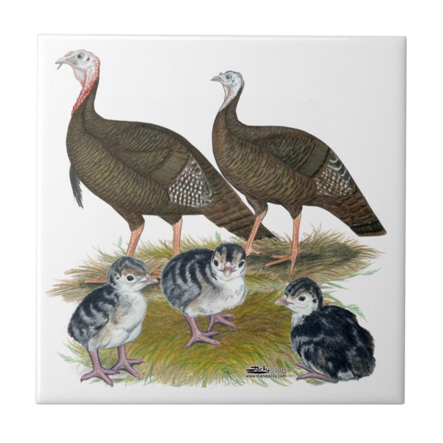 Carreau Dindes Famille Sauvage de l'Est (Devant)
