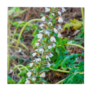 Carreau Discours de l'ours