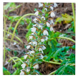 Carreau Discours de l'ours