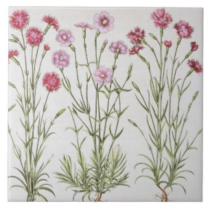 Carreau Diverses variétés d'oeillets, du 'Hortus Ey