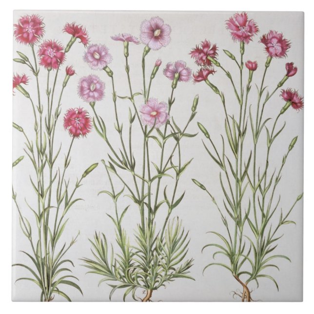 Carreau Diverses variétés d'oeillets, du 'Hortus Ey (Devant)