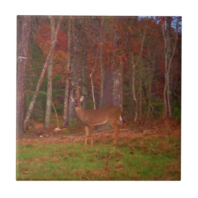 Carreau Doe a Deer in Lake Arrowhead (Devant)