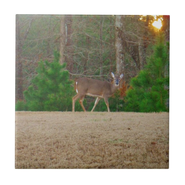 Carreau Doe a Deer & Pine Trees (Devant)