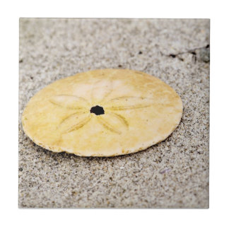Carreau Dollar de sable chanceux