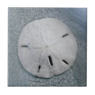 Carreau Dollar de sable sur la plage   Île de Sanibel, Flo