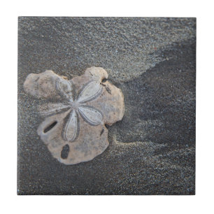 Carreau Dollar de sable sur le sable