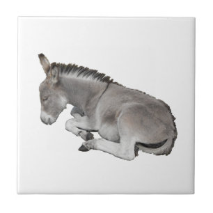 Carreau Donkey Foal