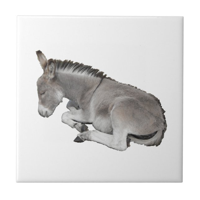 Carreau Donkey Foal (Devant)