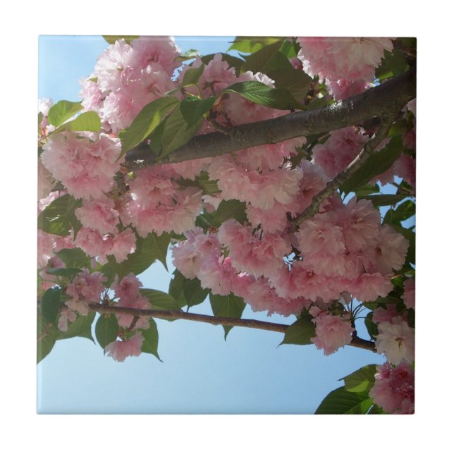 Carreau Double Blossoming Cherry (Devant)