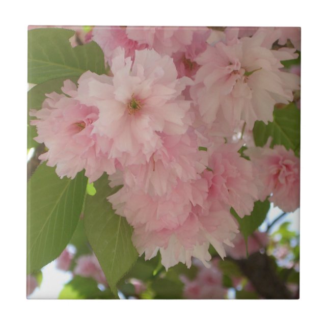 Carreau Double floraison cerisier II printemps fleuri (Devant)