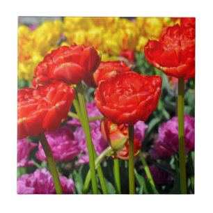 Carreau Double tulipe rouge