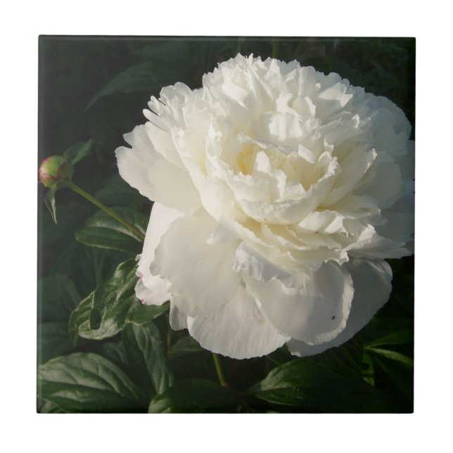 Carreau Doubles tuiles ou trépieds blancs de pivoines (Devant)