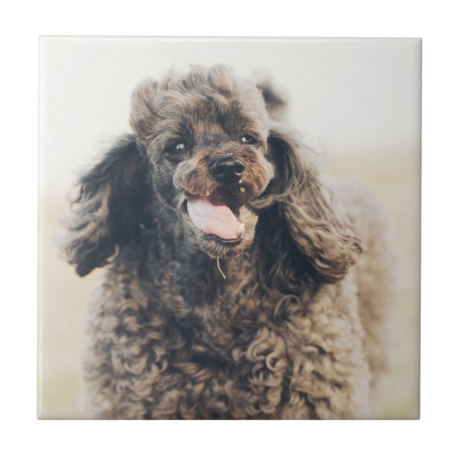 Carreau Doux Poodle Chien Visage Sourire souriant (Devant)
