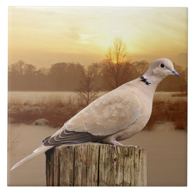 CARREAU DOVE (Devant)