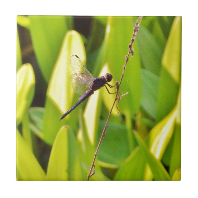 Carreau Dragonfly Blue et noir sur l'herbe. (Devant)