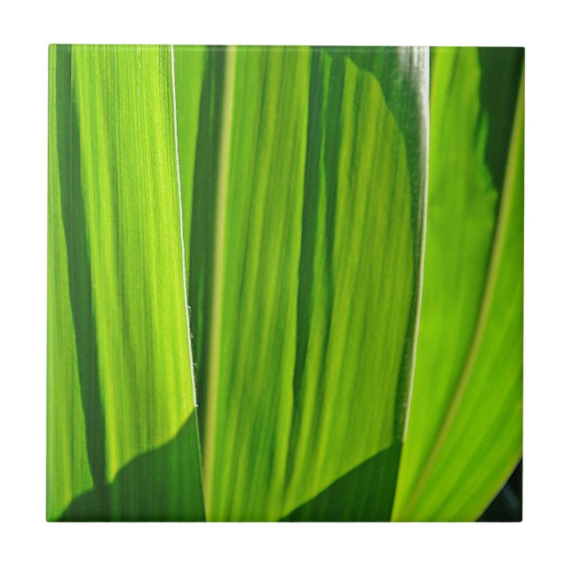 Carreau Drei grüne Maisblätter (Devant)