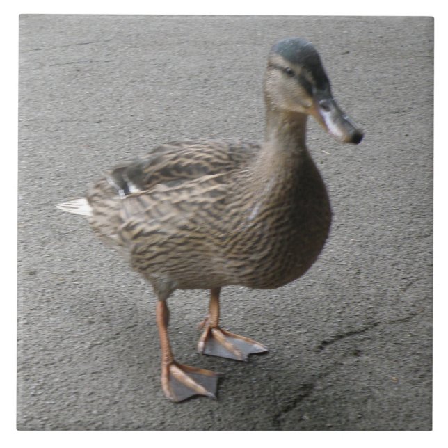 Carreau Drôle Carrelage de canard (Devant)