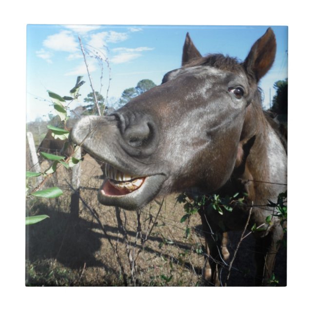 Carreau Drôle Cheval brun visage (Devant)