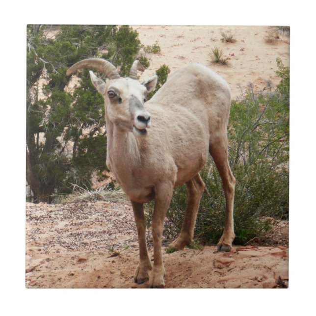 Carreau Drôle Mouton de Bighorn dans le parc national Zion (Devant)
