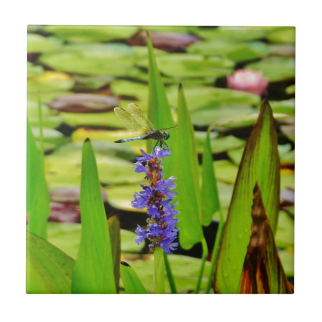 CARREAU DSC00059.JPG (Devant)