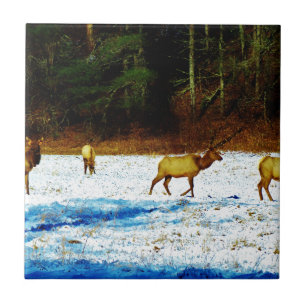 CARREAU DSC00131.JPG