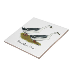 Carreau Ducks : Blue Magpies